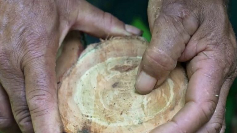 at the heart of sandalwood production