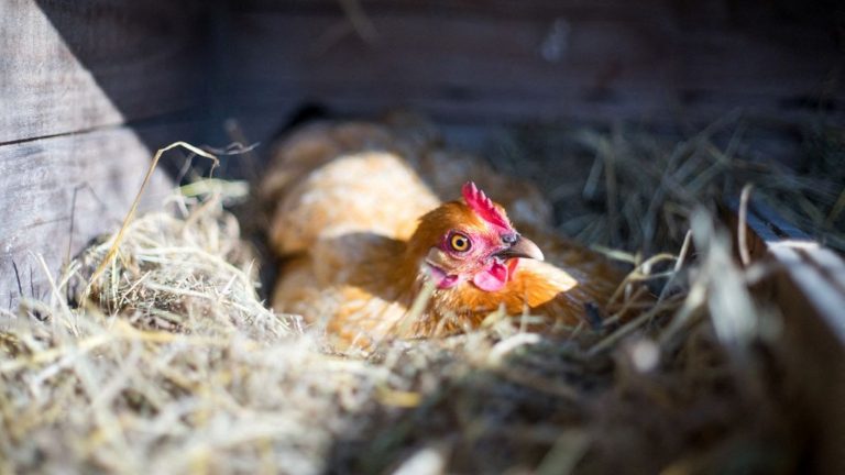 eggs from domestic chicken coops not recommended in 410 municipalities in the Paris metropolitan area