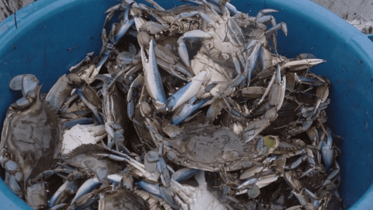 faced with the invasion of the blue crab, Corsican fishermen are trying to adapt