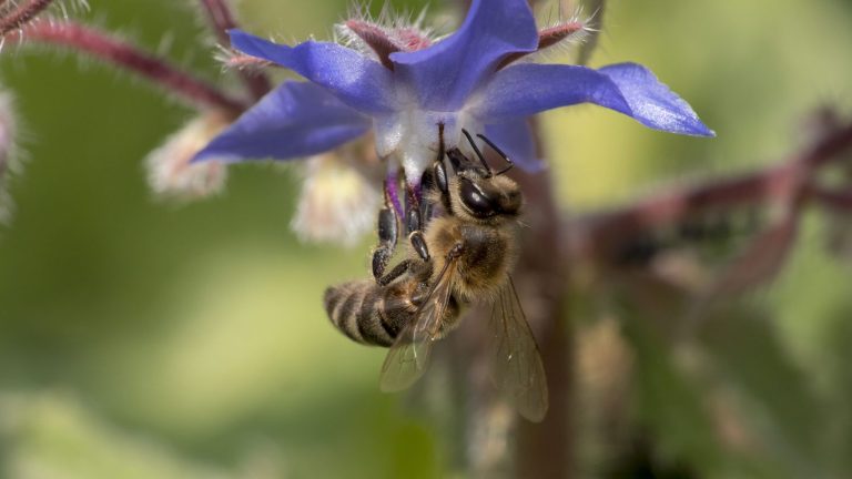 franceinfo junior.  What are insects used for?