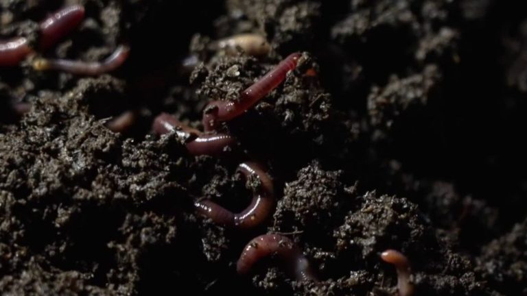 make your compost using earthworms