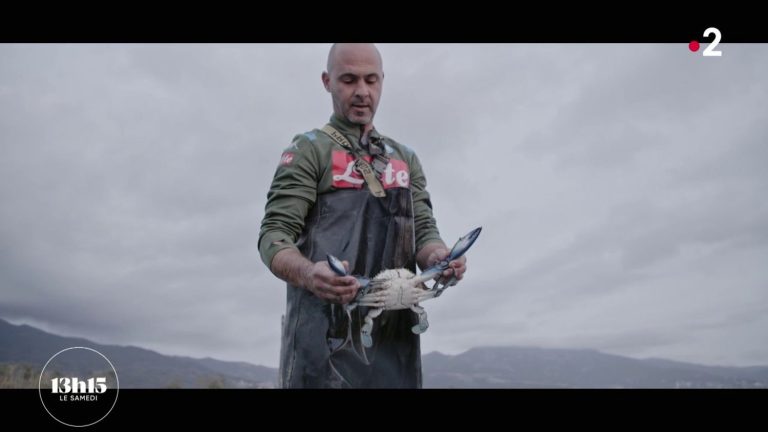 on the Biguglia pond, in Corsica, fishermen are considering capitulating to the invasion of blue crabs