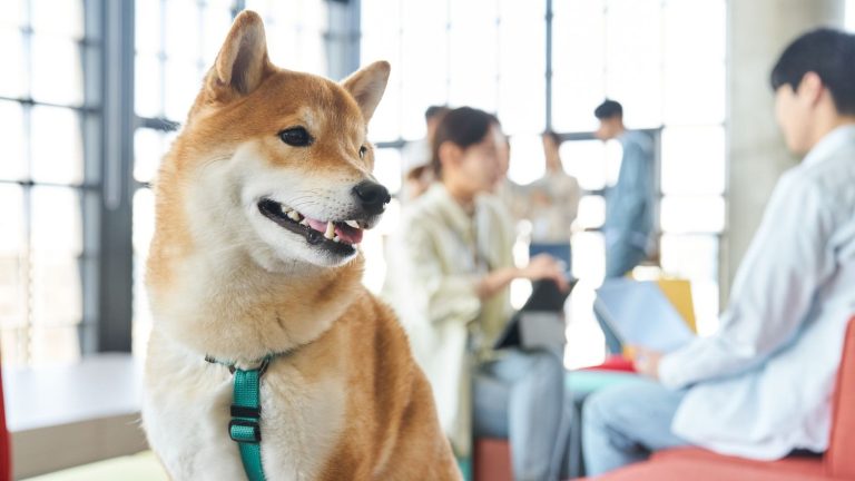 pets, who increasingly travel with their owners, now accumulate their own “miles”