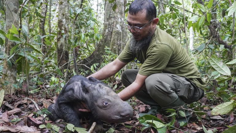 rare birth of an endangered Sumatran rhino