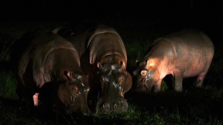 some of Pablo Escobar’s hippos will be euthanized