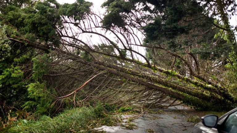 the National Forestry Office asks users to “postpone their walk in the forest” until the beginning of next week