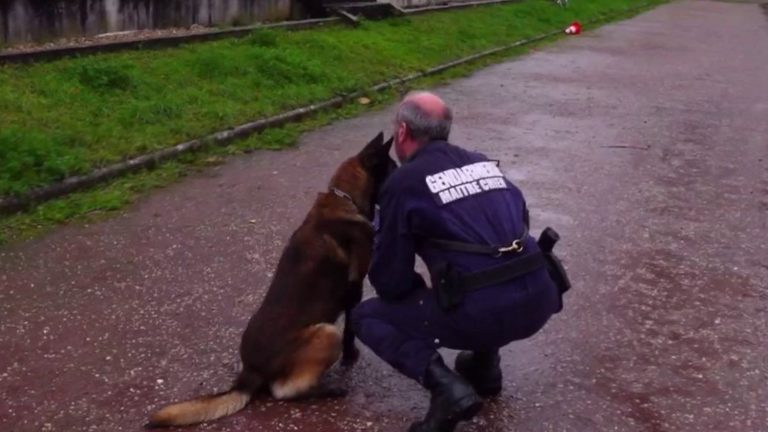 the grueling work of explosive detection dogs