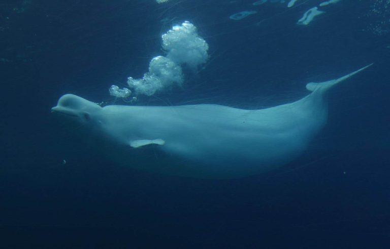 A 15th beluga has died at Marineland amusement park since 2019