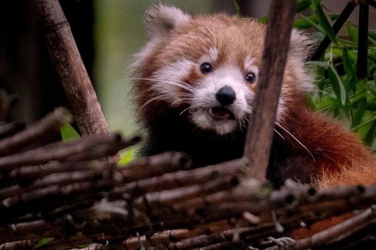 A baby red panda presented at the Lisbon zoo