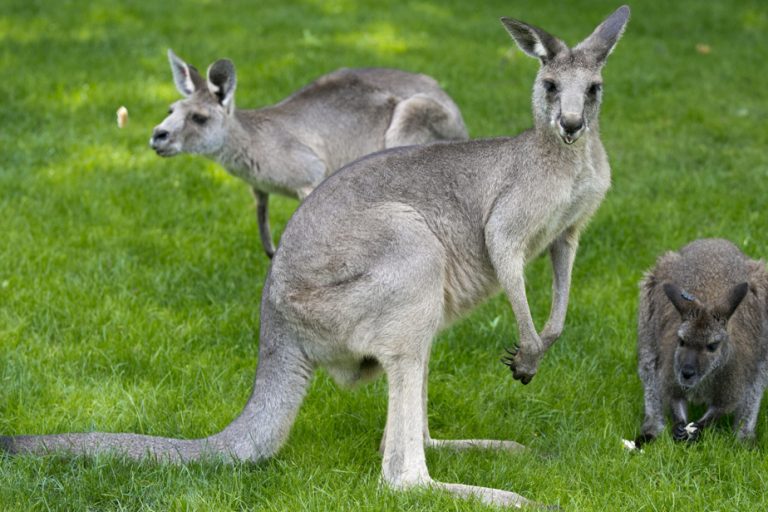 A kangaroo on the loose in Ontario