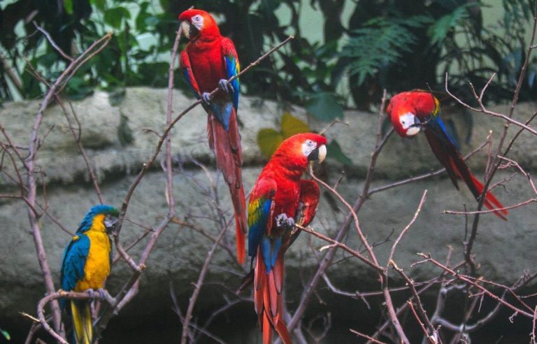 A new tropical tree for a Biodôme parrot