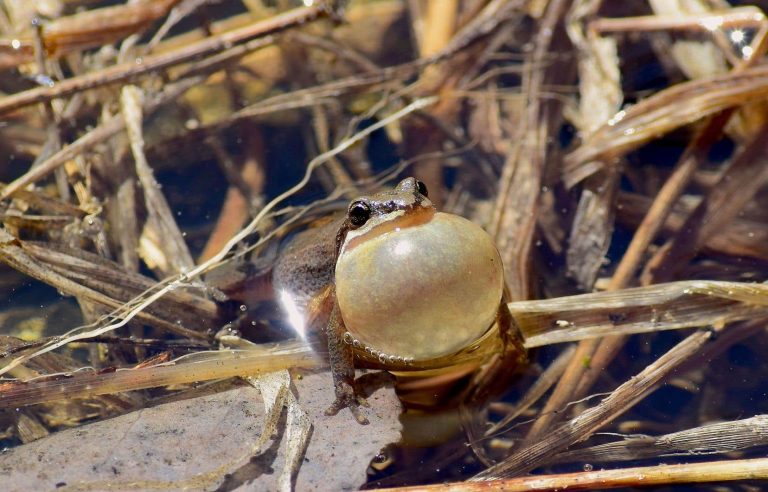 A protected chorus frog habitat destroyed by machinery