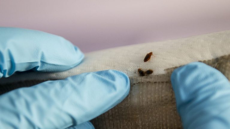 ANSES warns of the increase in poisoning linked to an insecticide against bedbugs which is nevertheless banned