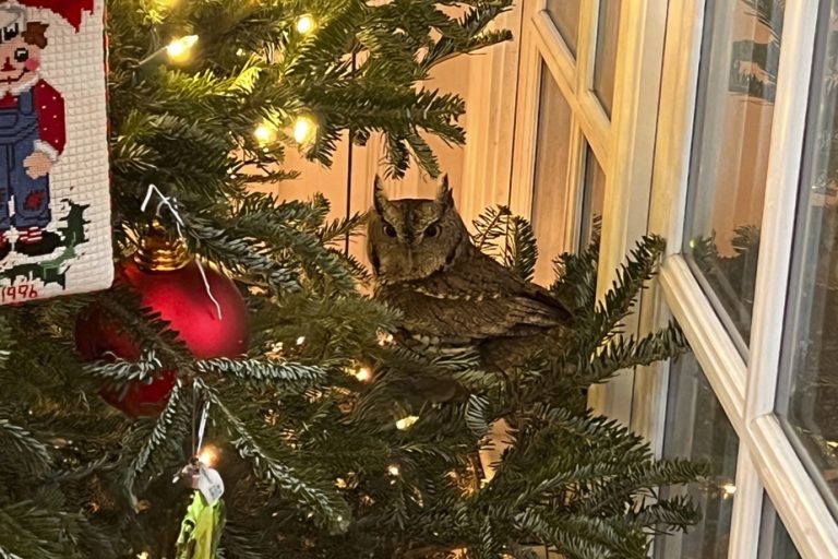 American family finds owl in their Christmas tree