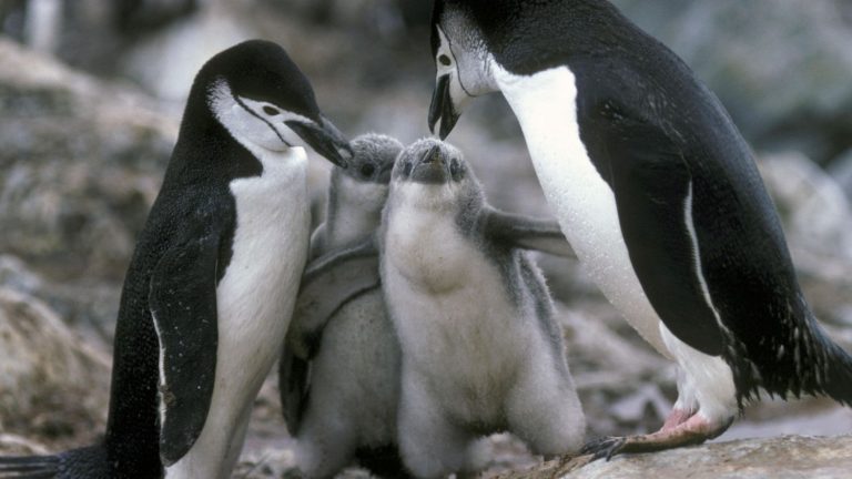 Antarctic chinstrap penguins sleep on average… 4 seconds!