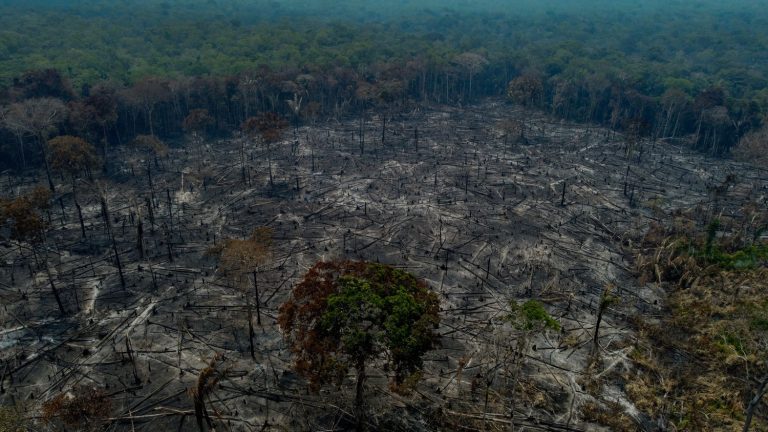 At COP28, Carrefour and Casino singled out by an NGO for selling products from deforestation