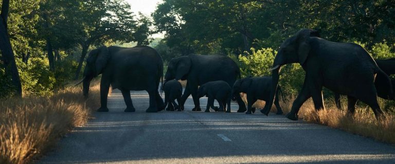 At least 100 elephants die from lack of water in Zimbabwe