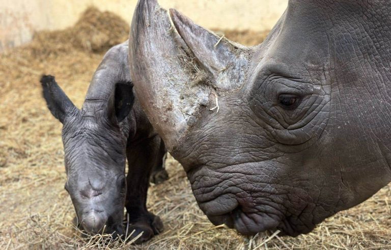 Birth at the Toronto Zoo of a small white rhino, a “near threatened” species