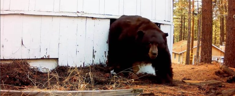 California: He scares away a bear with a paintball gun