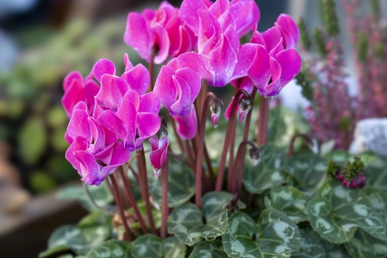 Christmas |  The enchantment of the cyclamen