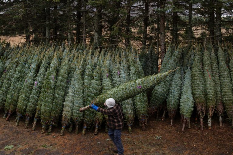 Christmas tree plantations |  Forestry farms favor local wildlife