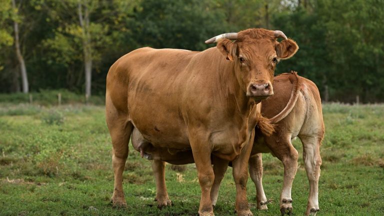 Does the European Commission force cows to wear masks to combat methane emissions?