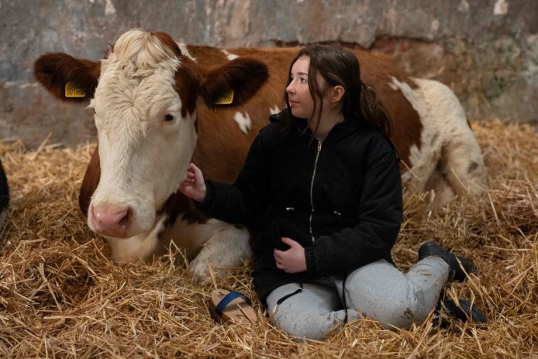 English breeders offer cuddle sessions with their cows