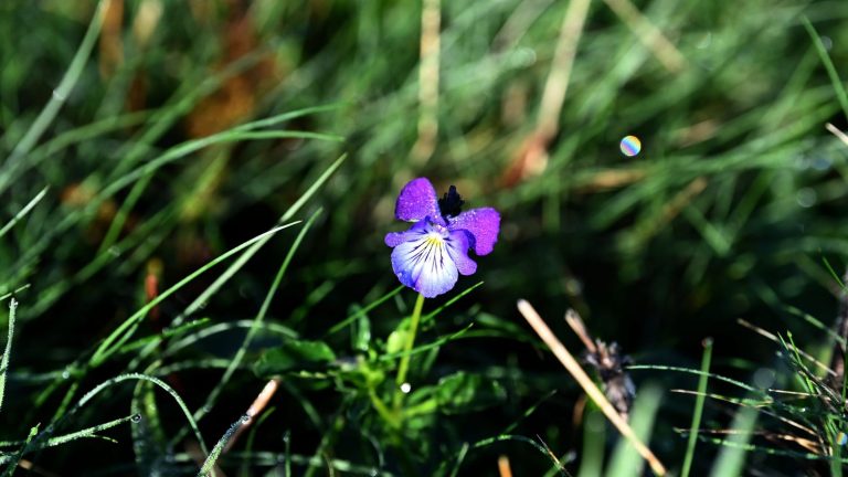 Faced with the gradual disappearance of insects, the flowers become self-fertilizing