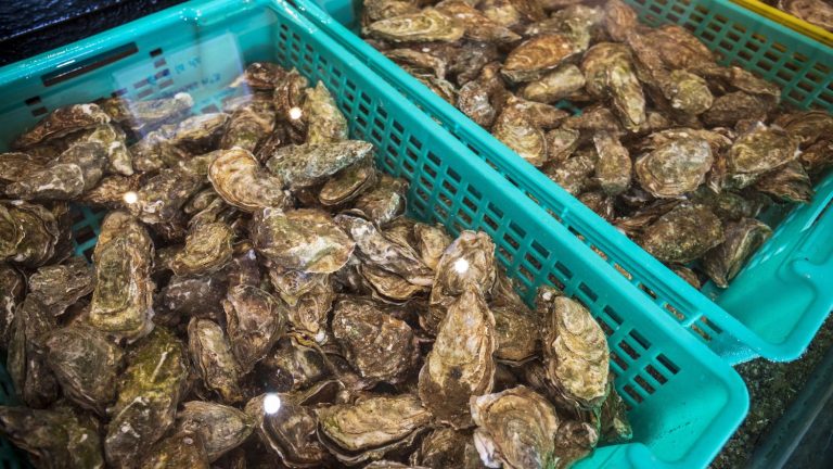 Five questions on the temporary ban on the sale of oysters from the Arcachon basin, after several cases of food poisoning