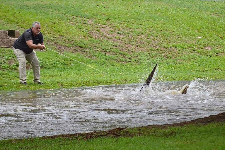 Floods in Australia |  Hundreds of people evacuated, crocodiles pushed back to cities