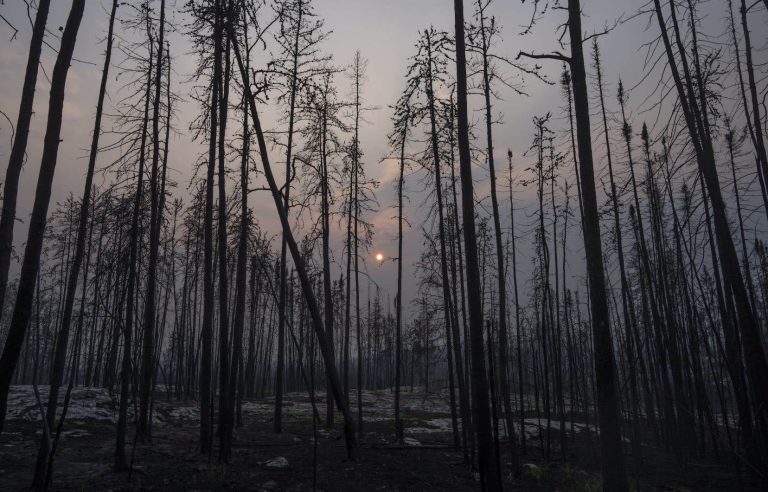 Forest fires “marked the news in 2023”, according to the editorial staff