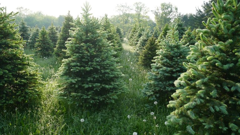 Franceinfo advice.  Choosing the right Christmas tree