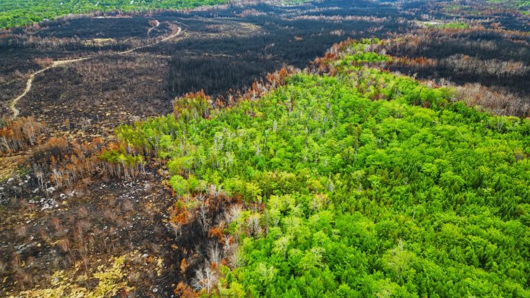 How trees survive fires