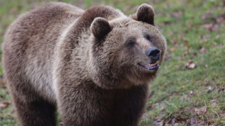 In Japan, a distributor of wild bear meat causes controversy