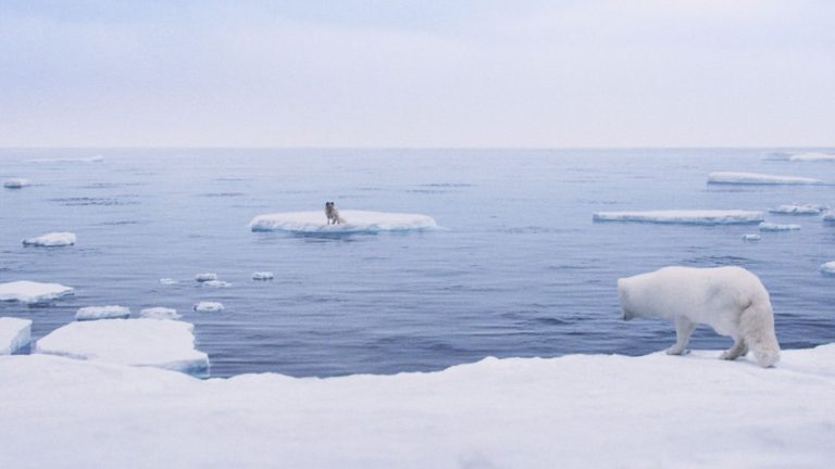 In the cinema, Kina and Yuk, a couple of polar foxes, get lost on the ice floe