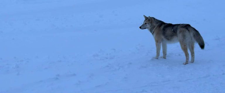 “It’s not normal for people to be attacked on a daily basis”: 142 dogs killed in the Far North as a precaution