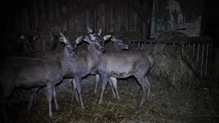 L214 publishes a new investigation into the slaughter of deer in Mayenne