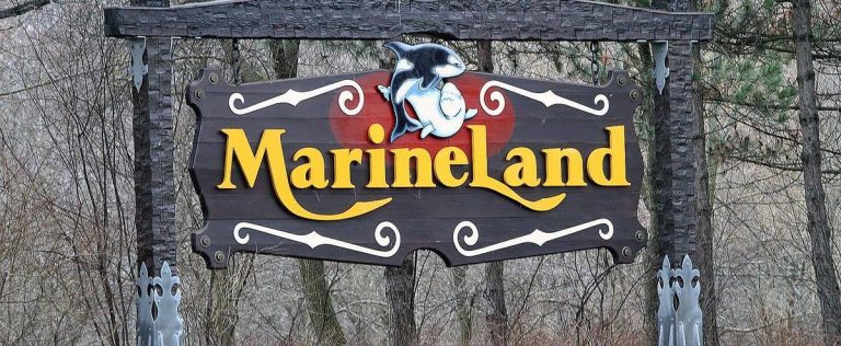 Marineland still in hot water: 14th beluga dies in the amusement park