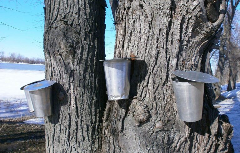 Marked drop in maple syrup production compared to 2022