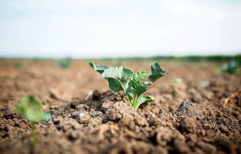 Market gardeners hit hard by the climate in 2023