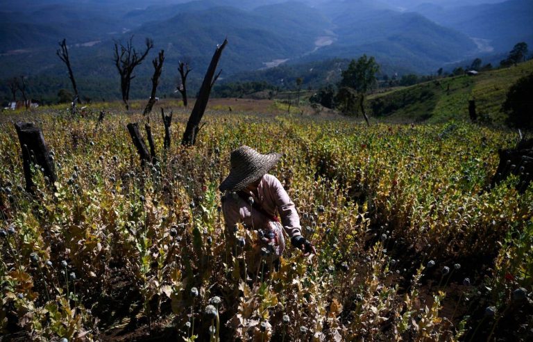 Myanmar dethrones Afghanistan as world’s largest opium producer