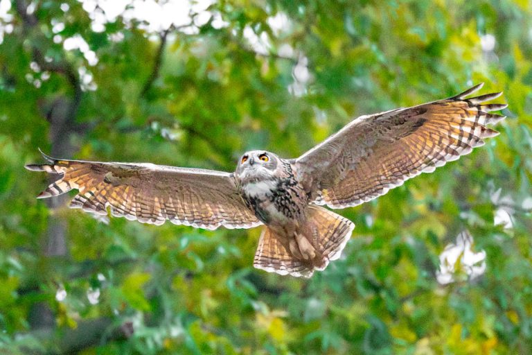 New York life |  Flaco, the raptor that fascinates New York