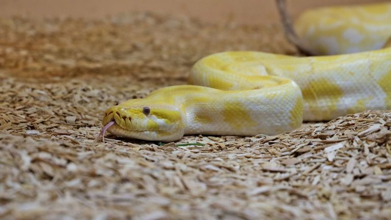 No, we don’t have an innate fear of snakes