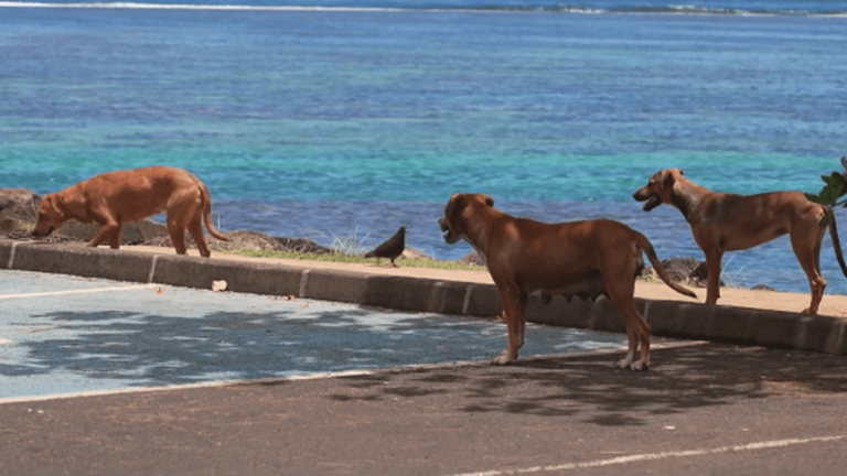 Polynesia: the scourge of stray dogs