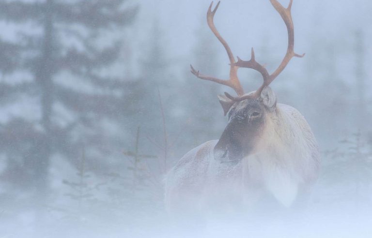 Quebec’s strategy for the protection of woodland caribou is still postponed