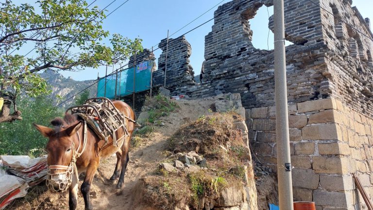 REPORTING.  On the construction site of the Great Wall of China, workers work on donkeys