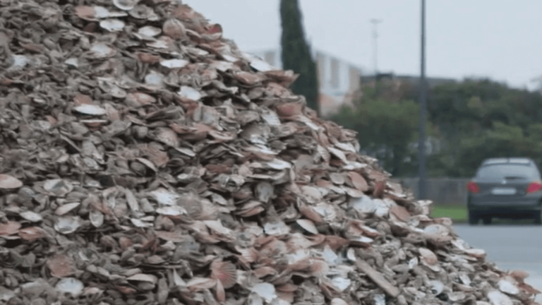 Recycling: the second life of empty oyster shells