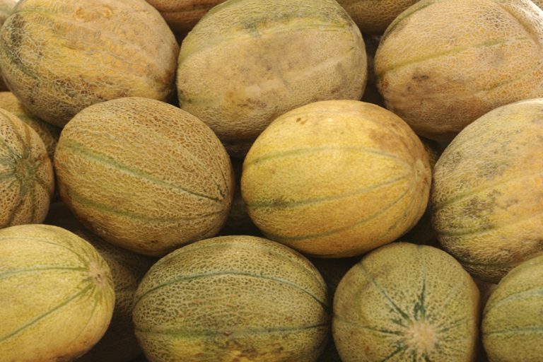 A 3rd class action brought over cantaloupes contaminated with salmonella