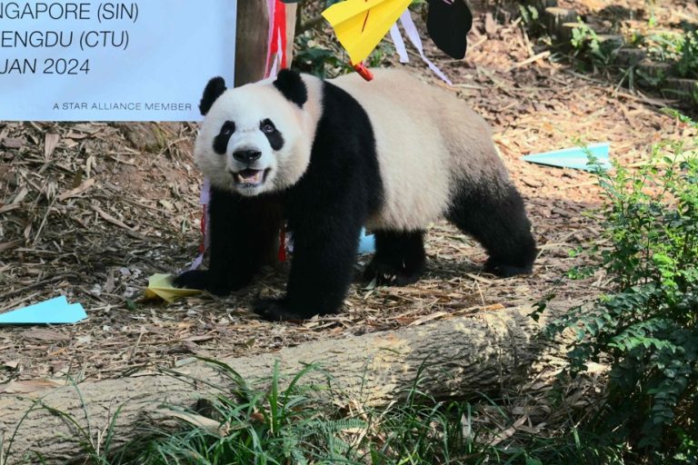 Singapore bids farewell to panda Le Le