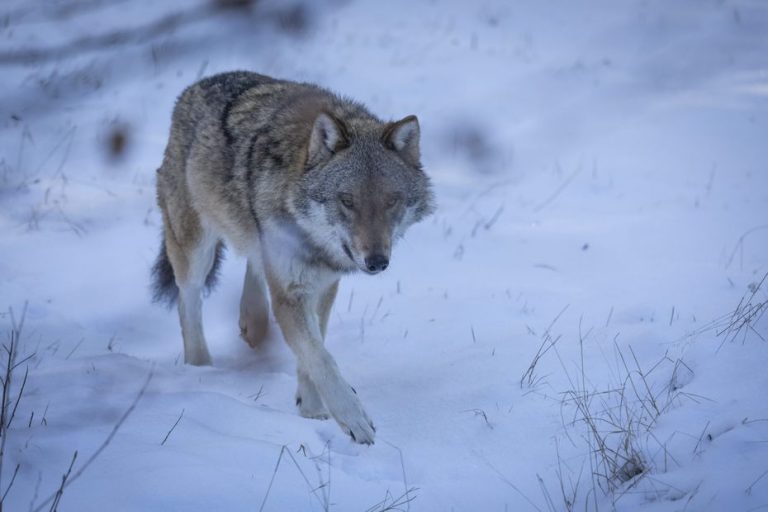 The European Commission wants to change the status of the wolf, which could authorize its hunting